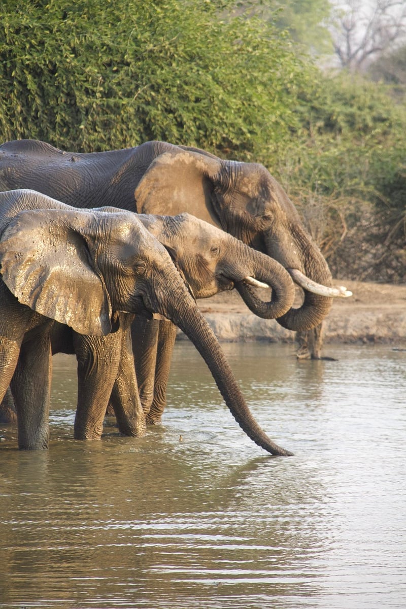 Serengeti Under Canvas, Tanzania