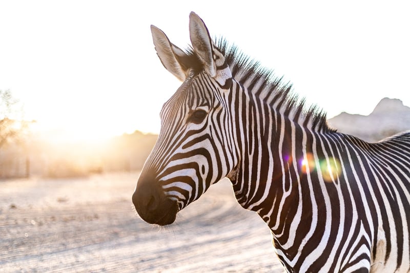 Zebra Safari